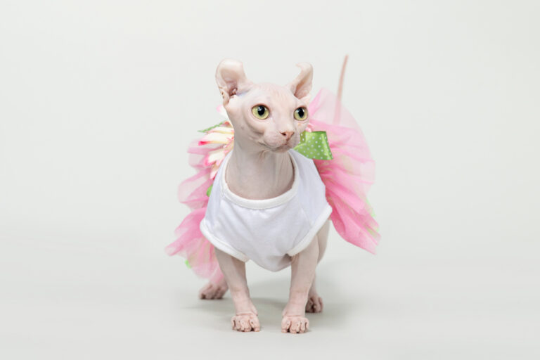 Meet the Cat Breed That Doesn’t Have Fur, Doesn’t Have Long Legs, and Doesn’t Have Ears Like Any Cat You’ve Seen