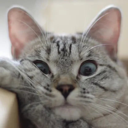 Things to Consider When Adopting a Cat – Love, Nala