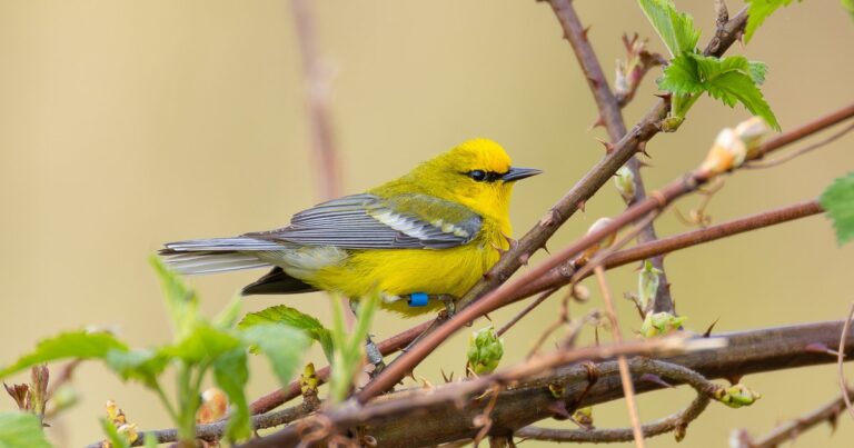 A Banding “Grand Slam” at the Bent of the River Audubon Center
