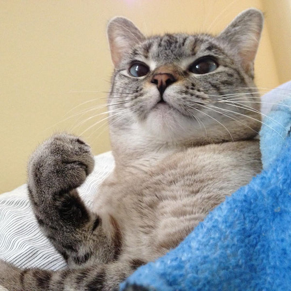 Signs Your Cat Loves You – Love, Nala