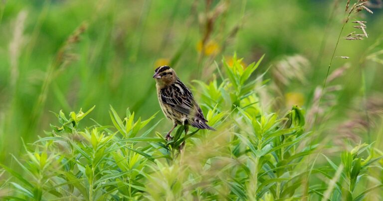 Surveying Bobolinks to prevent future mortality