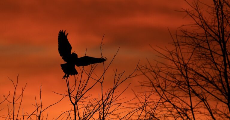 The Stikini, a Witch-Owl Shapeshifter, Is a Seminole Myth That Still Evokes Fear