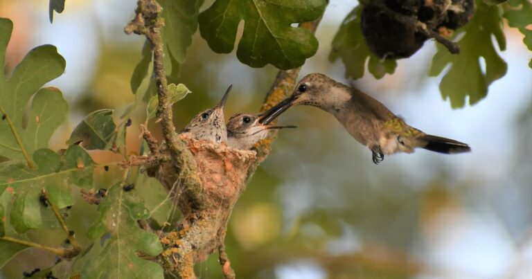 Birds, Lizards, Murals, and Cottonwood Trees Show How Conservation Is Rooted in Central Valley Communities