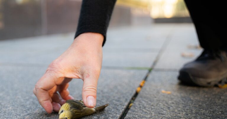 Turn Off Lights at Night to Reduce Risk for Migrating Birds