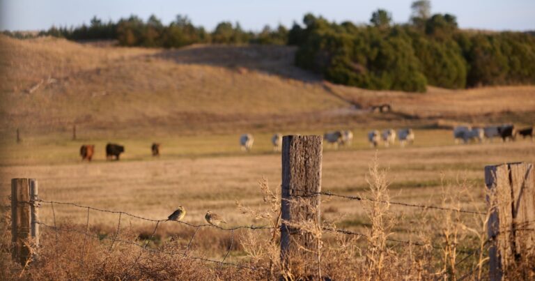 Bipartisan RANCH Act Offers New Opportunities for Working Lands Conservation