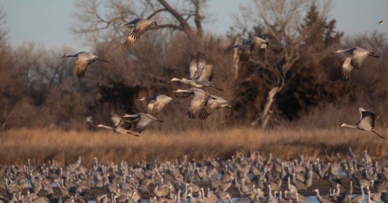 Announcing 2027 Crane Season Dates