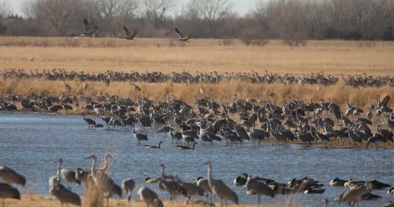 A Thoughtful Win for Birds, Business, and Communities