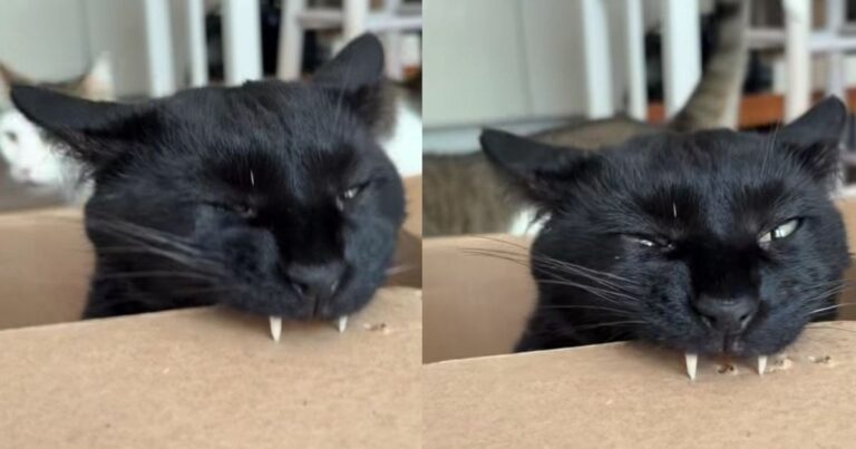 Cat Can’t Stop Punching Tiny Holes in Cardboard With His Fangs