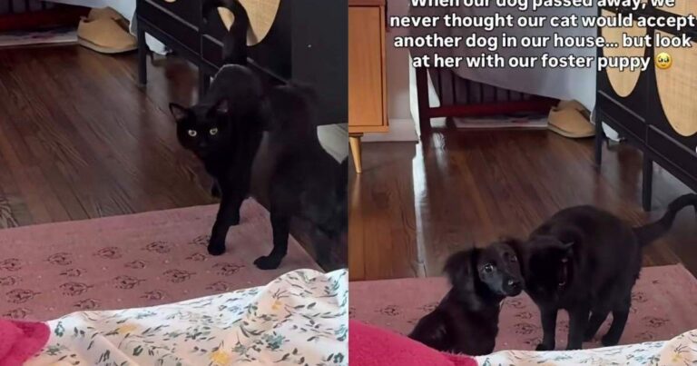 Cat’s Life Changes When Humans Bring Home Tiny Rescue Puppy, Giving Her Exactly What She Needed