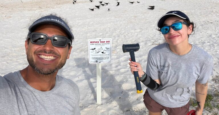 Seaside Scrape Nests: A Sea and Shorebird Survival Strategy