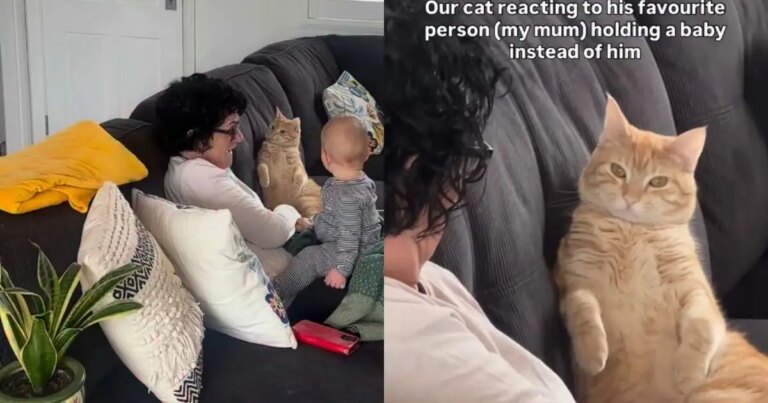 Cat’s Shocked Reaction to Grandma Holding a Baby Instead of Him Has Everyone Laughing