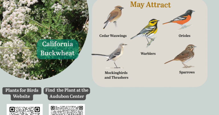 Let’s Get to Know California Buckwheat!