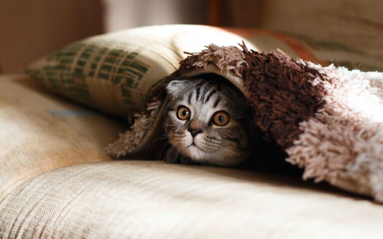 Can Cats Really See Things We Can’t? Scientists Weigh In