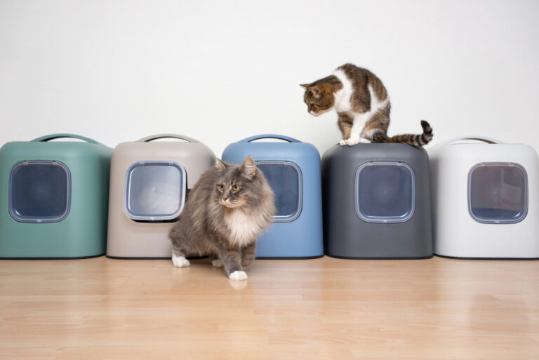 Scientist Reveals How to Eliminate Litter Box Odor * All Natural Pet Care