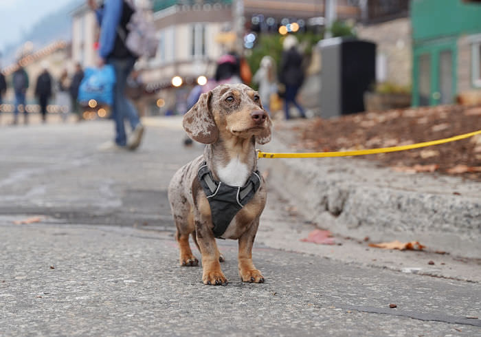 When Walks Turn Stressful: Why Your Dachshund Barks and Lunges at Other Dogs