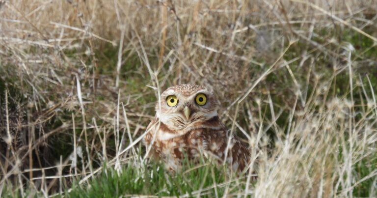 How Cutting Down Trees Helps a Unique Owl in Utah