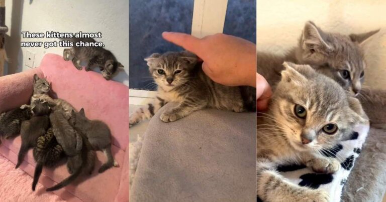 Kittens Knew Only an Abandoned Ranch & Then They Discover the Good Life