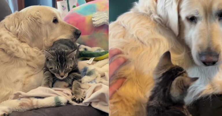 Cat & Senior Rescue Dog Share an Unbreakable Bond Now, but It Started Out Very Differently