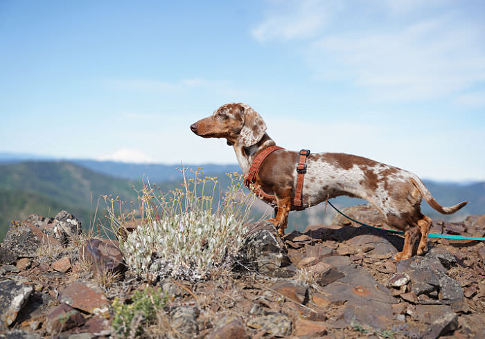 Why Hiking Is One of the Best Forms of Enrichment for Dachshunds