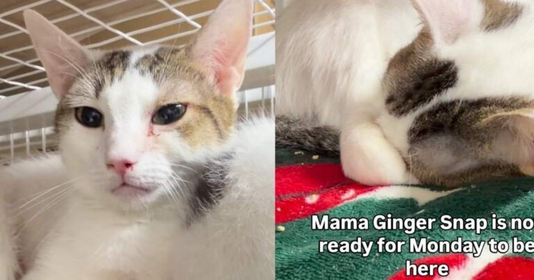 Mama Cat Who Even Raised Orphaned Kittens Is Stuck in a Cage Waiting for Her Chance