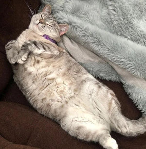 Benefits of Adopting an Adult Cat