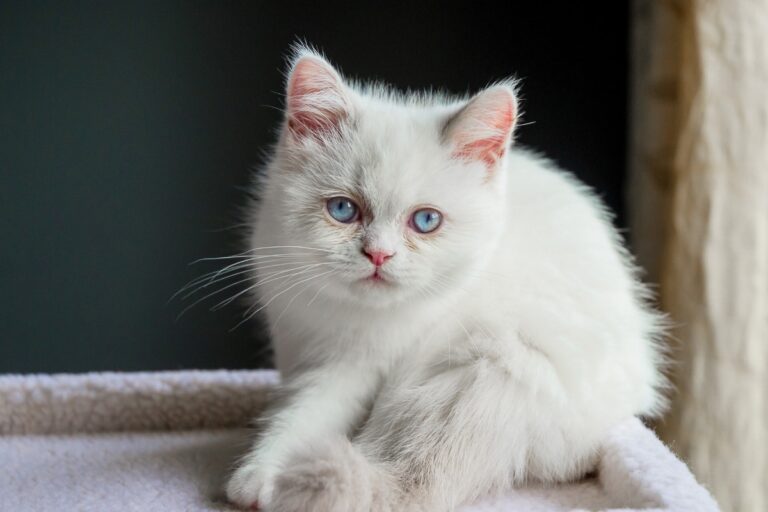 Meet the Smallest Cat Breeds You Can Actually Own