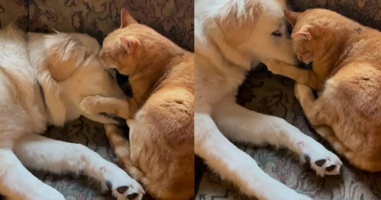 Puppy’s New Friendship Lasts Until She Gets a Little Too Curious About the Cat