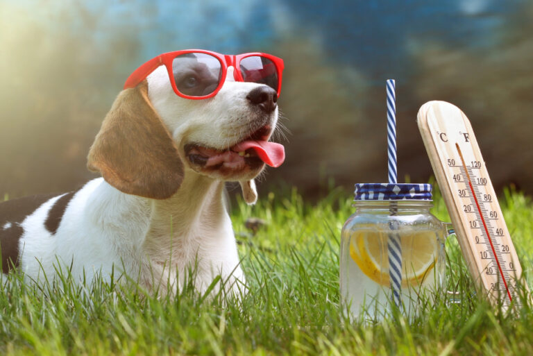 Veterinary Hospital Reports Increase in Severe Heat-Related Illness * All Natural Pet Care