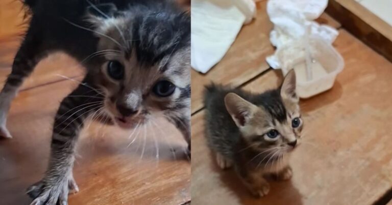 Terrified Kitten Refuses Human Contact Until Love Changes Everything