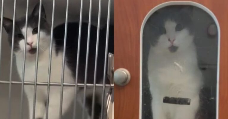 Rescue Cat Abandoned on Busy Street After Giving Birth Finds Her Happy Ending