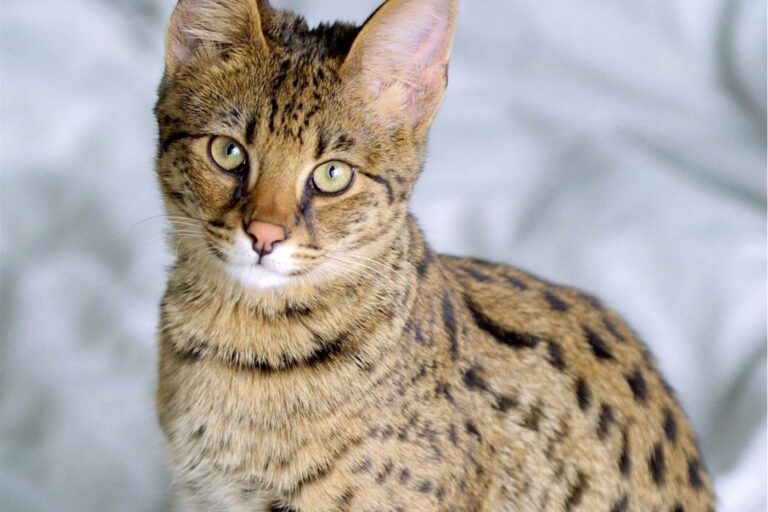 These Cat Breeds Are Not for Beginners — Could You Handle One?