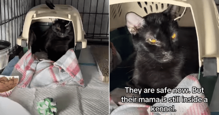 Shelter Cat Gave up Her ‘Kittenhood’ To Raise Her Babies & Now Sits Alone Waiting for a Home