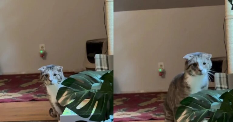 Shy Senior Cat Does Something He’s Never Done Before When Human Has a Bad Day