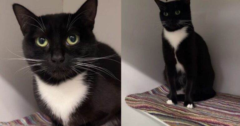 Mama Cat Spends Her Foster Stay Caring for Her Kittens & Then Comes Back Alone