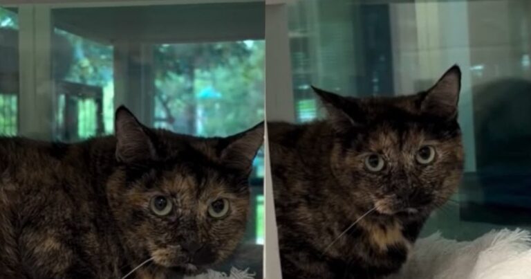 ‘Shy’ Shelter Cat Has Been Waiting the Longest for Someone To Give Her a Chance