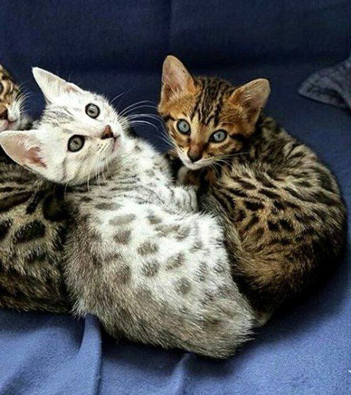 Naming Your Cat? These Egyptian Names Carry Serious Ancient Power