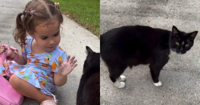 Toddler Spots the Neighbor Cat & Proceeds To Do the Sweetest Thing Next