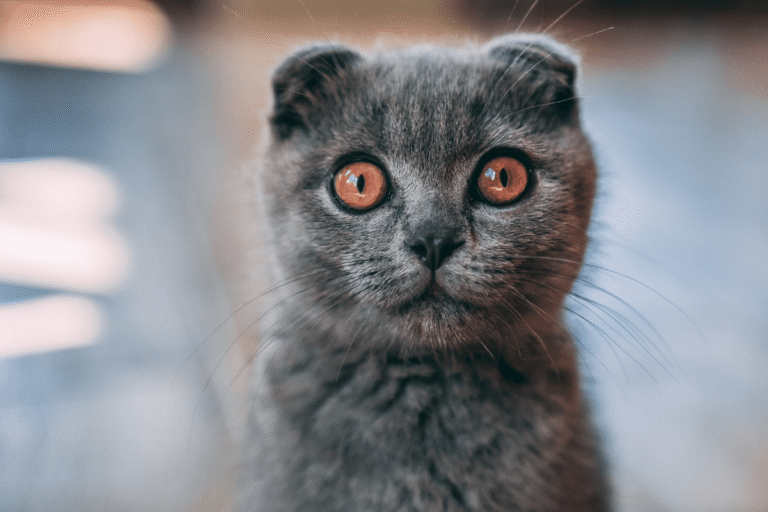 There’s a Reason Your Cat Stares at You Like That — And It’s Not What You Think
