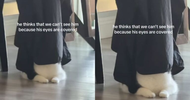 Cat Thinks Humans Can’t See Him Because His Eyes Are Covered, So He Does the Funniest Thing