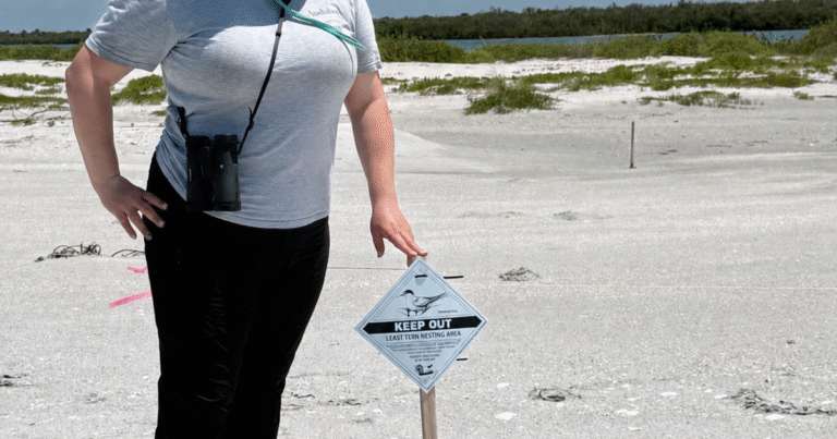 The Cost of a Single Step: Protecting Florida’s Nesting Shorebirds