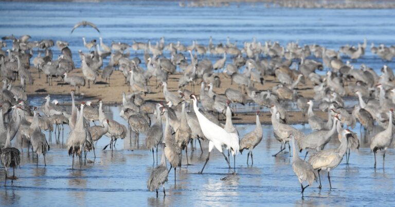 Keeping the Crane River “Crane Friendly”