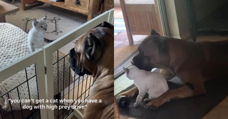 Cat Takes Time To Warm up to Big Dog, but Their Bond Becomes Something Totally Unexpected