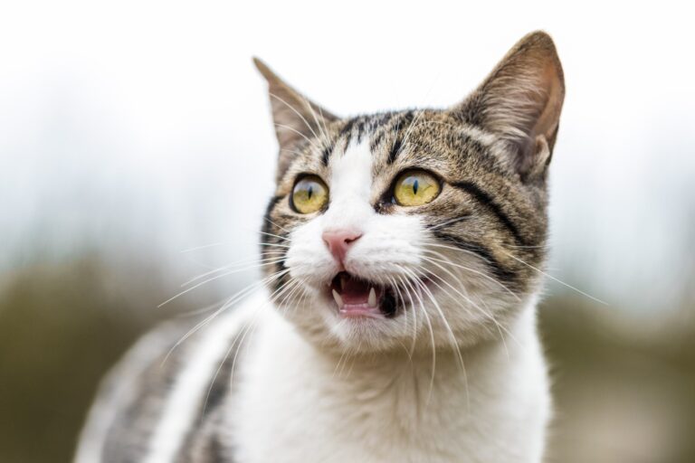 10 Things Your Cat Does That Really Mean “You’re Mine Now”