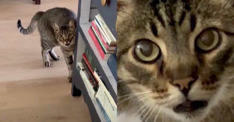 Cat Is Completely Confused When a Total Stranger Shows up To Feed Her Inside the House