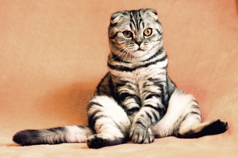 These Are the Funniest Cat Names Owners Have Actually Used