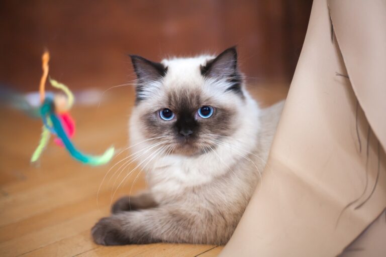 The Cat Breed That Looks Fierce, Acts Floppy, and Confuses Everyone Who Meets It