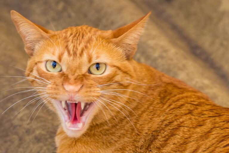 Meet the Most Strong-Willed Cat Breeds — Are You Ready for One?