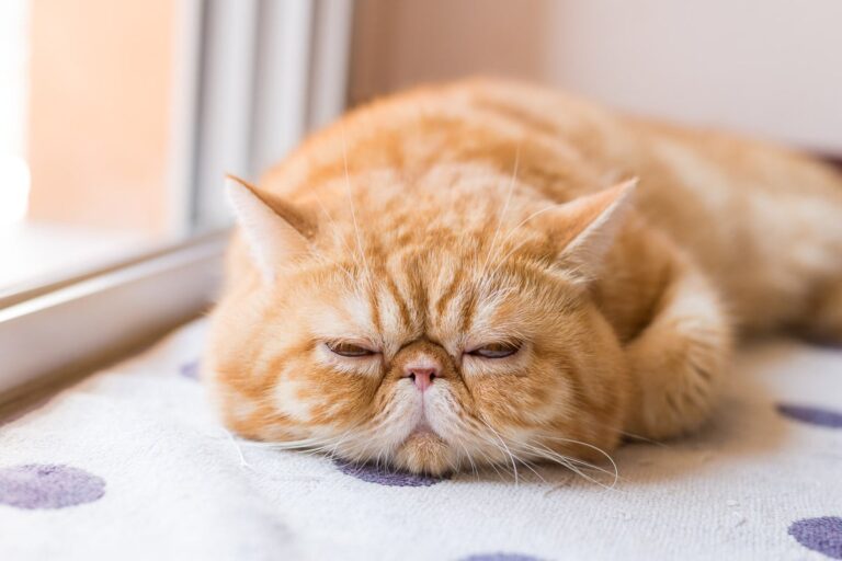 Why Some Cats Never Purr — And What It Really Means About Your Cat