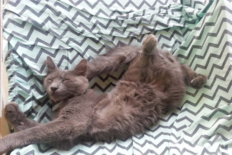 What Your Cat’s Sleeping Position Can Really Tell You About Its Health