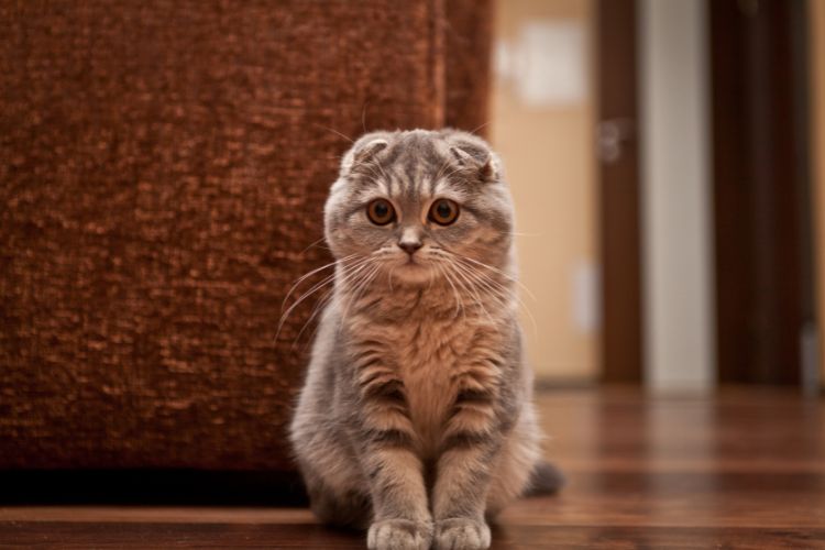 10 Signs Your Cat Is Stressed — And Most Owners Miss Every One